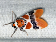 přástevník (Lepidoptera: Arctiidae; Francouzská Guyana)